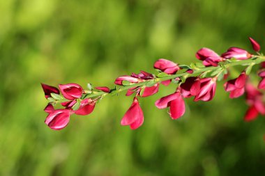 Yeşil bahçe arka planda küçük yaprakları ile çevrili çiçekler gibi parlak koyu kırmızı renkli bezelye kitleler ile Cytisus çiçekli bitki tek dal
