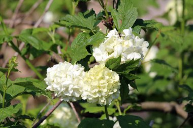 Guelder gül veya Viburnum opulus veya Roseum veya Steril veya Kartopu ağacı veya Su yaşlı veya Kramp kabuğu veya Avrupa kızılcık çiçekli bitki kalın yeşil yaprakları ile beyaz çiçekler gibi büyük kartopu ile bitki sıcak güneşli bahar d yerel bahçede dikilen
