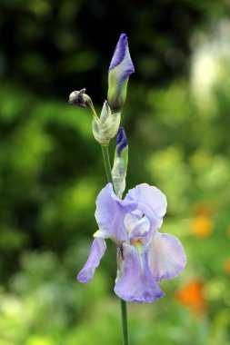Iris tek uzun kök üzerinde iki kapalı ışık menekşe çiçekli çok yıllık bitki sıcak güneşli bahar gününde yerel bahçede dikilen bir tamamen açık yanında ortaya çıkmaya başlıyor