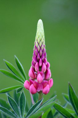 Lupin veya Lupinus veya Lupine otsu çok yıllık çiçekli bitki yoğun yarı açık bezelye gibi çiçekler ile yumuşak yeşil ile gri-yeşil yaprakları ile çevrili sıcak güneşli bahar gününde yerel bahçede gümüş saçlar kaplı