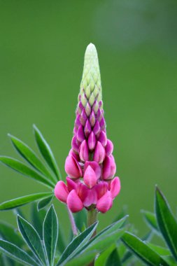 Lupin or Lupinus or Lupine herbaceous perennial flowering plant with dense semi open pea-like flowers on an erect spike surrounded with soft green to grey-green leaves coated in silvery hairs in local garden on warm sunny spring day clipart