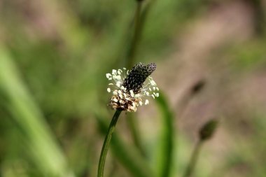 Ribwort plantain veya Plantago lanceolata veya Narrowleaf plantain veya İngilizce plantain veya Ribleaf veya Lambs dil rozeti insan bir yoksun çiçeklenme içinde biten derin denek arazi ortak ot olarak kabul çok yıllık ot oluşturan
