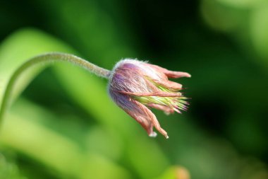 Pulsatilla vulgaris veya Pasque çiçek veya Pasqueflower veya Avrupa pasqueflower veya Danimarkalılar kan otsu çok yıllık çiçekli bitki koyu menekşe çiçeği buruşuk başlayan ve kahverengi sıcak güneşli bahar gününde yerel bahçede dikilen gitmek yan görünümü