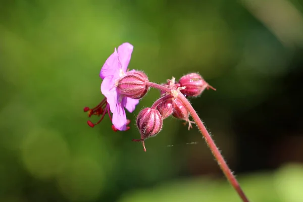 Back view of Bigroot geranium or Geranium macrorrhizum or Bulgarian geranium or Rock cranes-bill ornamental flowering plant with pink to magenta open flowers and flower buds on hairy stem with light green lobed palmate leaves in background planted in