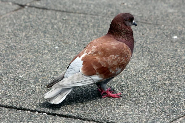 Marrone Scuro Con Piume Rosse Grigie Piccione Piedi Piastrelle Pietra — Foto Stock