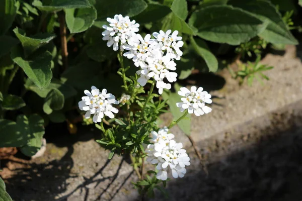 Dökmeyen candytuft veya Iberis sempervirens veya sıcak güneşli bahar gününde beton kaldırım yanında yerel bahçede büyüyen sıkı kümeler kokulu saf beyaz çiçekler ile çiçekli bitki Çok yıllık candytuft türleri