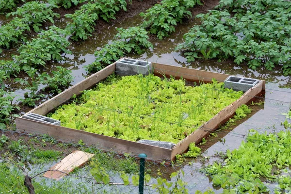 Flooded backyard urban garden with planted Green onions or Spring onions or Salad onions growing between densely planted lettuce surrounded with potatoes on rainy spring day