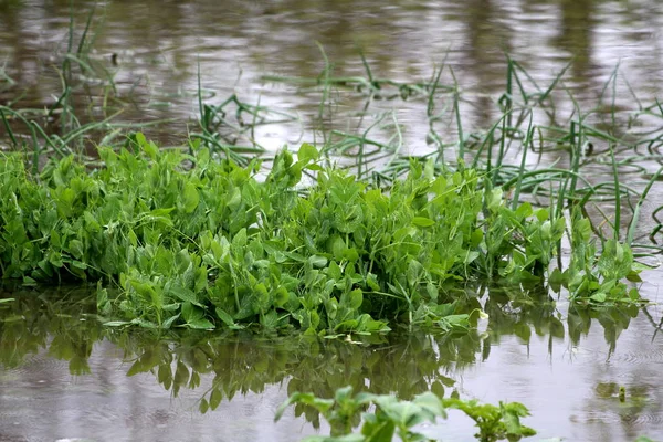 Jardín Local Con Guisante Verde Fresco Pisum Sativum Cebollas Verdes —  Fotos de Stock