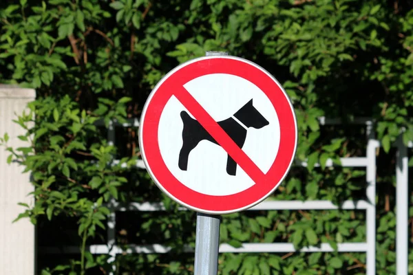 No dogs allowed white round metal sign with black image of dog crossed with red line mounted on metal pole placed in local park with dense forest vegetation and metal fence in background on warm sunny spring day