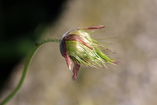 Pulsatilla Vulgaris Паскский Цветок Паскфлоуэр Европейский Паскфлоуэр Датчане Кровь Травянистое — стоковое фото