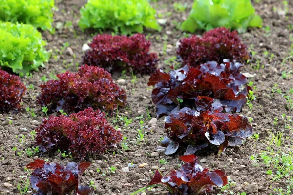 Rows of dark red leaf Lettuce or Lactuca sativa annual plants planted in local urban garden surrounded with wet soil and other plants on warm sunny spring day