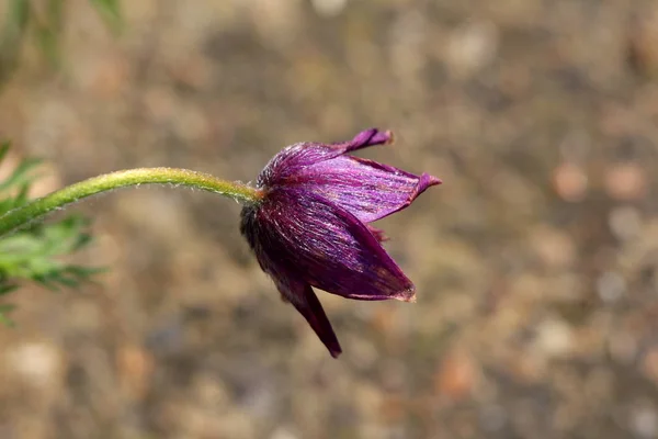 Side View Pulsatilla Vulgaris Pasque Flower Pasqueflower European Pasqueflower Danes — Stock Photo, Image