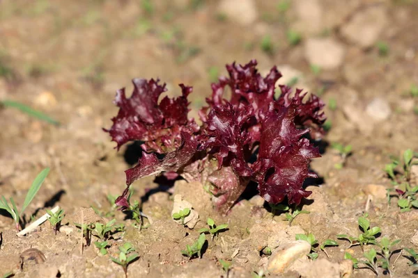 Single Young Dark Red Leaf Lettuce Lactuca Sativa Annual Plant — Stock Photo, Image