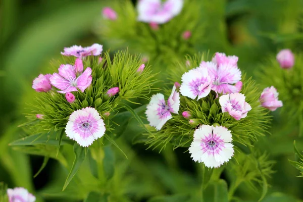 Sweet William or Dianthus barbatus young flowering plants with light pink flowers and green leaves planted in local garden on warm sunny spring day