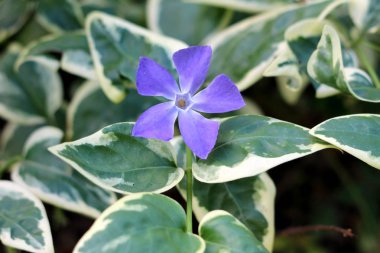 Bigleaf periwinkle veya Vinca büyük veya Büyük periwinkle veya Büyük periwinkle veya Mavi periwinkle dökmeyen yaprak dökmeyen çok yıllık çiçekli bitki parlak koyu yeşil deri yaprakları ve tek mor mor çiçek sıcak güneşli bahar gününde yerel bahçede dikilen