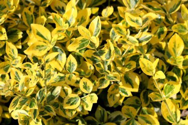 Altın Euonymus veya Euonymus japonicus Aureo marginatus yaprak dökmeyen yoğun büyük deri parlak oval şekilli koyu orman yeşil ve geniş kenarlı parlak altın sarı yaprakları yerel bahçedik ile çalı dikilmiş arka plan doku