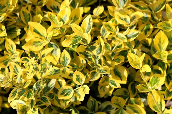 Altın Euonymus veya Euonymus japonicus Aureo marginatus yaprak dökmeyen yoğun büyük deri parlak oval şekilli koyu orman yeşil ve geniş kenarlı parlak altın sarı yaprakları yerel bahçedik ile çalı dikilmiş arka plan doku