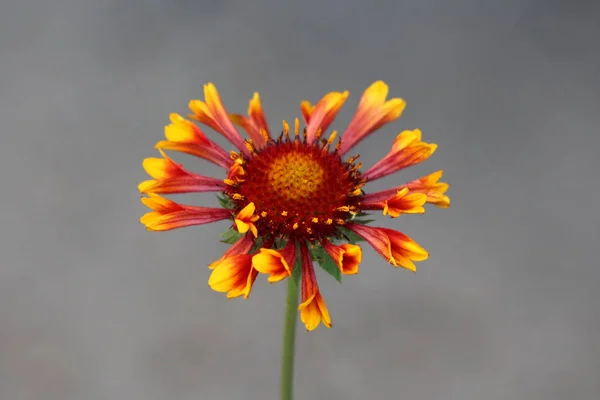 Common gaillardia or Gaillardia aristata or Common blanketflower or Blanketflower or Brown-eyed susan perennial wildflower with yellow to reddish petals starting to open and flower head with center full of reddish purple disc florets
