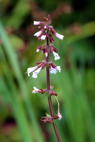 Campanas Coral Heuchera Ciruela Eléctrica Planta Perenne Herbácea Con Múltiples —  Fotos de Stock