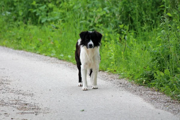 Cute Black White Half Breed Dog Walking Local Paved Road — Stock Photo, Image