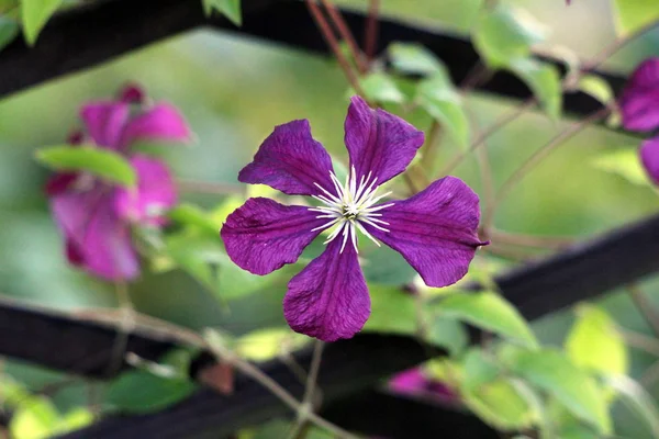 Dark purple Clematis or Leather flower dark purple easy care perennial vine flower with leathery petals and bright yellow center growing in local garden on warm sunny spring day