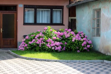 Büyük Ortanca veya Hortensia bahçe çalı sıcak güneşli bahar gününde ev duvarları ve taş fayans ile çevrili aile evi driveway yanında dikilen sivri yaprakları ile açık açan pembe çiçeklerle dolu