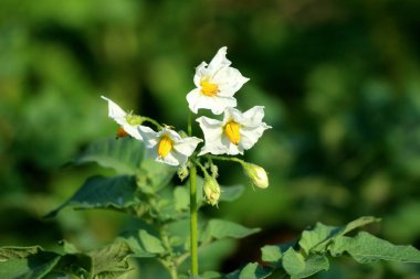 Sıcak güneşli bahar gününde yerel bahçede yeşil yaprakları ile çevrili tek kök büyüyen saf beyaz yaprakları ve sarı merkezi ile birden fazla açık ve kapalı patates bitki çiçekleri