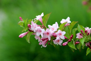 Weigela Florida Pembe prenses hardy bitki gül pembe borulu foxglove şekilli tek şube tamamen açık çiçek açan çiçekler ve sıcak güneşli bahar gününde yerel kentsel bahçede büyüyen yeşil yaprakları ile karışık kapalı çiçek tomurcukları