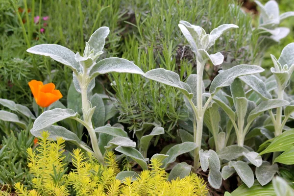 Lambs ear or Stachys byzantina or Woolly hedgenettle or Stachys lanata or Stachys olympica ornamental perennial plants with spike like stems and thick leaves densely covered on both sides with gray silver colored silky lanate hairs