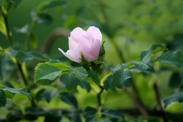 Rosa Quadril Rosa Mosqueta Rosa Haw Rosa Hep Única Flor — Fotografia de Stock