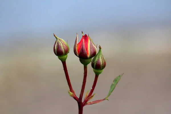 Три Двухцветных Цветка Розы Растущих Местном Саду Одном Стебле Начинают — стоковое фото