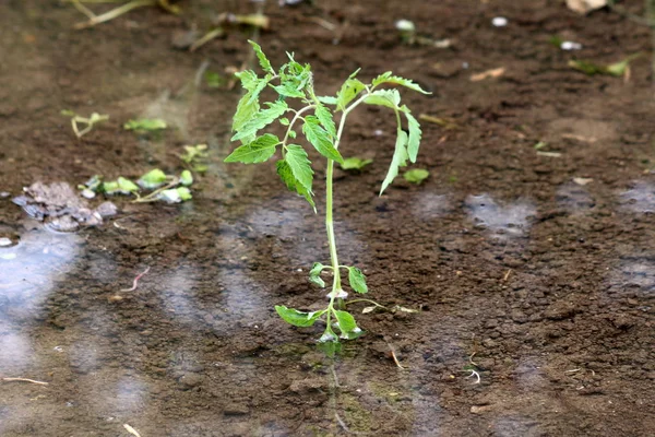 Рослини Помідорів Ростуть Затоплених Місцевих Міських Садів Оточені Чистою Водою — стокове фото