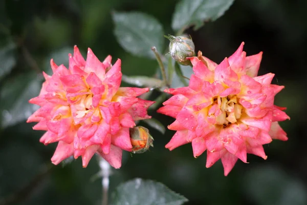 Dos Rosas Bicolor Amarillas Capas Densas Que Crecen Jardín Urbano — Foto de Stock