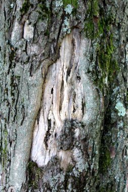 Eski kırık açık gri ağaç kabuğu arka plan duvar kağıdı doku kısmen sıcak güneşli bahar gününde yerel ormanda koyu yeşil yosun ile kaplı