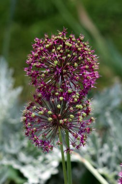 Yakından büyüyen iki Allium veya Süs soğan yuvarlak çiçek başları kısmen açık yıldız şeklinde açık mor çiçekler sıcak güneşli bahar gününde yerel bahçede büyüyen düzinelerce oluşan