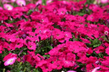 Yoğun sıcak güneşli bahar gününde açık yeşil yaprakları arka plan doku duvar kağıdı ile çevrili yerel kamu parkta büyüyen yoğun dikilen kırmızı Petunya çiçekleri