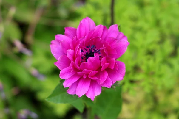 Anemone perennial plant with dark pink fully open blooming petals and black center growing in local urban garden on warm sunny spring day