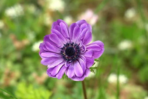 Anemone perennial plant with violet fully open blooming petals and dark black center growing in local garden on warm sunny spring day