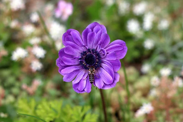 Bee on top of Anemone perennial plant with violet fully open blooming petals and dark black center growing in local garden on warm sunny spring day