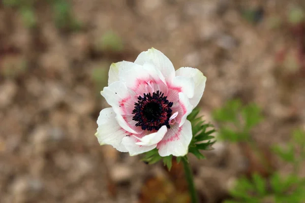 Bicolor Anemone perennial plant with pure white and red fully open blooming petals and dark black center growing in local garden surrounded with other plants on warm sunny spring day