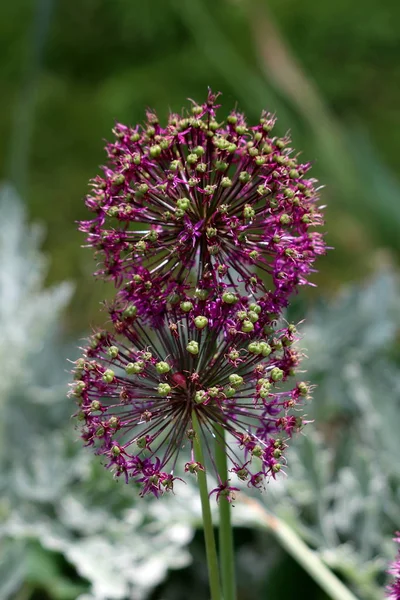Yakından büyüyen iki Allium veya Süs soğan yuvarlak çiçek başları kısmen açık yıldız şeklinde açık mor çiçekler sıcak güneşli bahar gününde yerel bahçede büyüyen düzinelerce oluşan