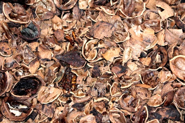 Ezilmiş kırık açık ceviz kabukları sıcak güneşli yaz gününde yerel bahçede arka plan duvar kağıdı doku