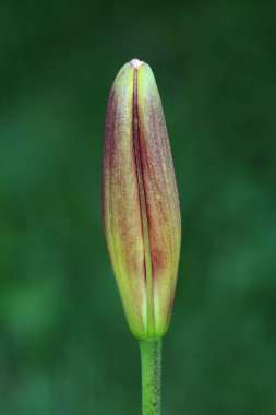 Lily veya Lilium koyu kırmızı tamamen kapalı çok yıllık çiçek tomurcuk açmak ve koyu yeşil yaprakları arka plan üzerinde çiçek sıcak güneşli bahar gününde yerel kentsel bahçede dikilen bekliyor