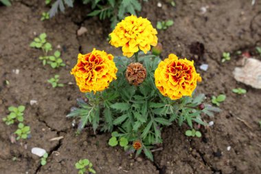 Marigold veya Tagetes bitki üç tam açık ve bir kapalı katmanlı sarı kırmızı vurgular çiçekler pinnate yeşil yaprakları ile sıcak güneşli bahar gününde yerel kentsel bahçede büyüyen çevrili