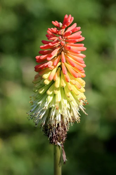 Kniphofia Tritoma Poker Caldo Rosso Giglio Della Torcia Knofflers Pianta — Foto Stock