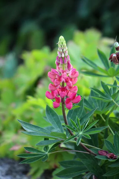 Lupin Lupin Lupin Plante Herbacée Vivace Fleurs Denses Forme Pois — Photo