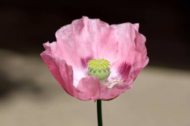 Afyon haşhaş veya Papaver somniferum veya Breadseed haşhaş yıllık çiçekli bitki tamamen açık açan leylak çiçek ve açık yeşil merkezi yuvarlak kapsül yapılmış ve sıcak güneşli bahar gününde yerel kentsel bahçede dikilen stigmatik ışınları yayılan
