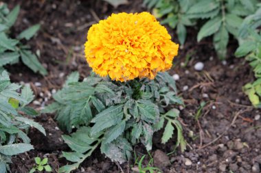 Sıcak güneşli bahar gününde yerel kentsel bahçede büyüyen pinnate yeşil yaprakları ile çevrili tamamen açık açan koyu sarı katmanlı çiçek ile Tek Marigold veya Tagetes bitki