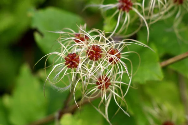 Старики Бороду Clematis Vitalba Путешественники Радость Восхождения Кустарника Растение Длинными — стоковое фото