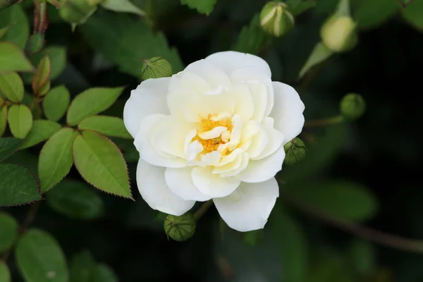 Open Blooming Garden Rose Pure White Petals Surrounded Dark Green — Stock Photo, Image